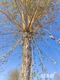 10公分金丝垂柳