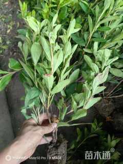 高度30厘米毛鹃