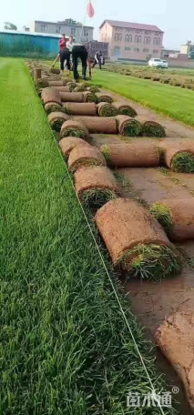 高羊茅