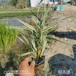 高度20厘米花叶芦竹