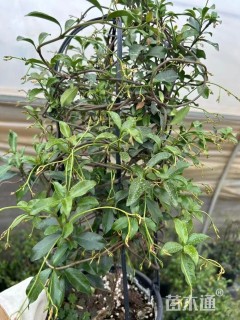 80厘米风车茉莉