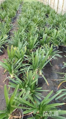 高度35厘米百子莲