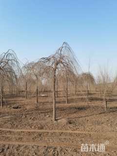 12公分金叶垂榆