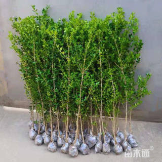 高度80厘米瓜子黄杨