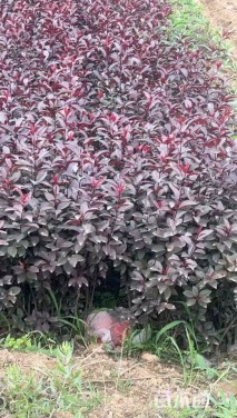 0.5公分紫叶矮樱
