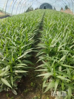 高度30厘米翠芦莉