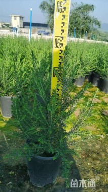 高度40厘米澳洲米花