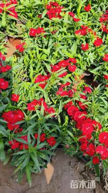 高度16厘米红景天