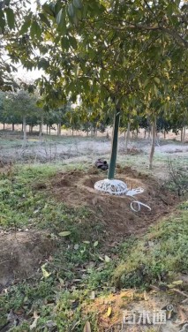 高度400厘米苦丁茶