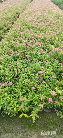 高度35厘米绣线菊