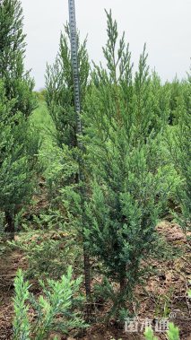 高度260厘米河南桧