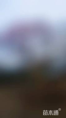 24公分骨里红梅