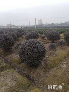 冠幅180厘米红花继木球