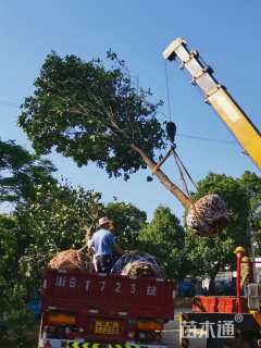 20公分香泡