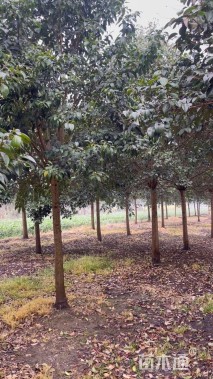 15公分大叶女贞