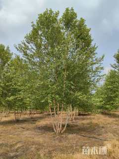高度800厘米丛生河桦