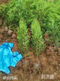 高度60厘米侧柏