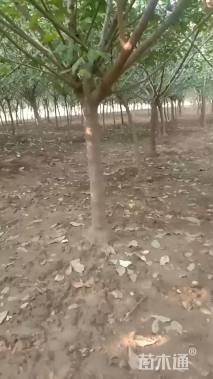 高度200厘米蜡梅