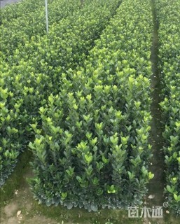 10厘米大叶黄杨小苗
