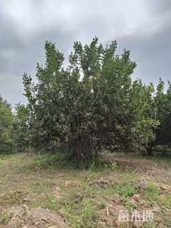高度500厘米丛生胡柚