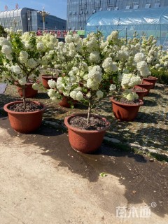 高度80厘米木绣球