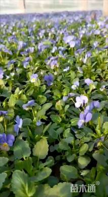 高度20厘米角堇