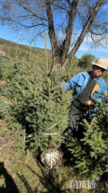 高度150厘米青海云杉