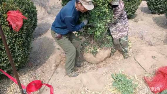 冠幅180厘米大叶黄杨球