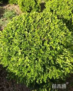 冠幅100厘米瓜子黄杨球