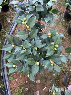 高度160厘米山茶花