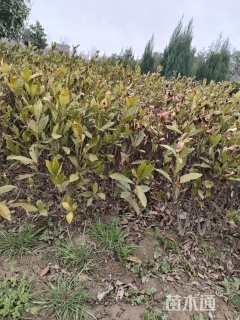 高度40厘米大叶栀子