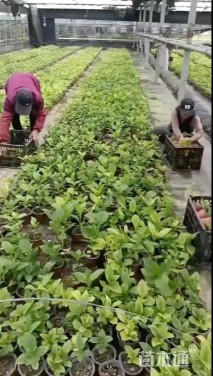 高度20厘米绣球