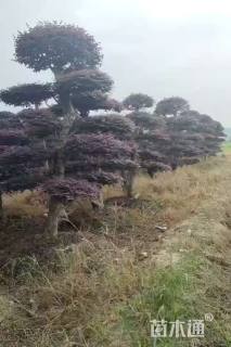 高度200厘米红花继木