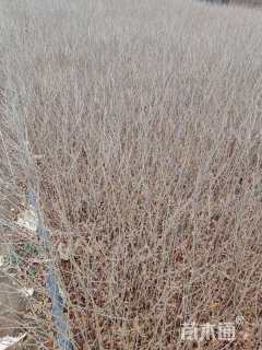 高度50厘米水蜡