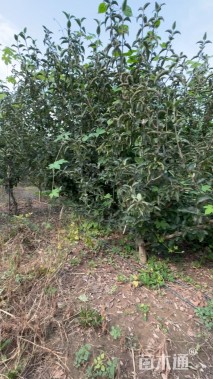 高度200厘米木绣球