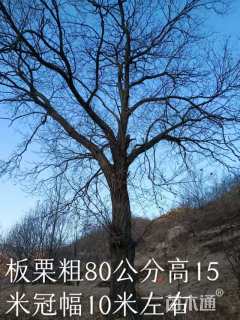 高度1500厘米板栗