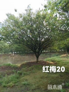 20公分红梅