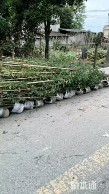 250厘米藤本月季