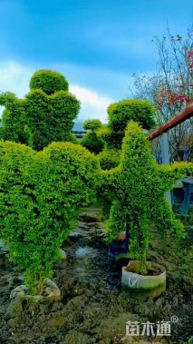 5公分造型亮晶女贞