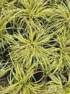 高度25厘米金叶苔草