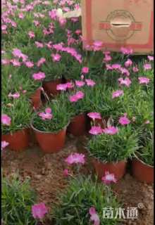 高度20厘米石竹