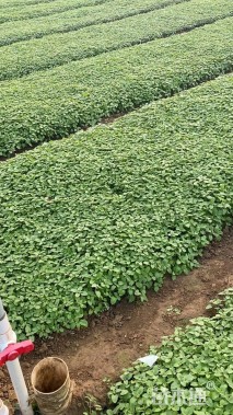 高度20厘米木本香薷