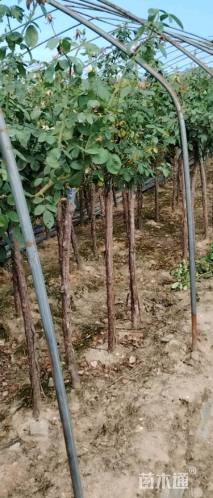 高度150厘米月季