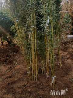 地栽苗金镶玉竹