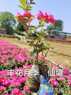 高度35厘米丰花月季