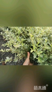 高度30厘米银姬小蜡