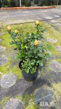 高度40厘米果汁阳台月季