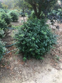 冠幅130厘米火棘球