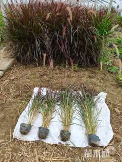 高度20厘米紫叶狼尾草