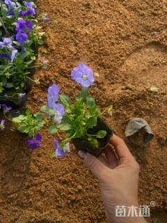 高度10厘米角堇